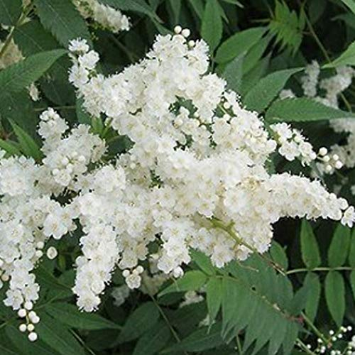 Niedrige Fiederspiere - Sorbaria Sorbifolia - 40-60 cm Topf - Weiße Blütenrispen und gefiedertes Laub