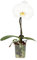 Orquídea Blanca Planta Natural Phalaenopsis Orquídeas con Flores Blancas