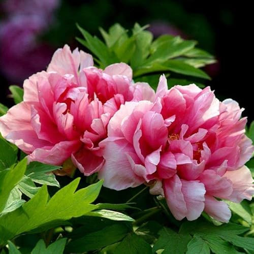2 Large Pink Flower Peony Sara Bernhardt Garden Roots Peonies Growing Prennial Plants