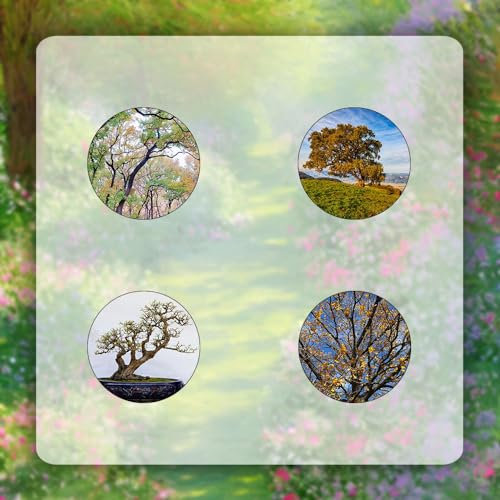 3 pcs Eiche samen - exotische zimmerpflanzen,Quercus palustris, bonzai baum pflanzendeko geschenke garten bäume kaufen nachhaltigkeit geschenke gartenpflanzen saatgut geschenk garten