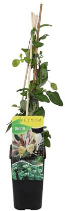 Bloomique - Lonicera periclymenum - Wildes Geißblatt - Gelb - Kletterpflanzen - Gartenpflanzen - Winterhart - Topf 15 cm - 70-80 cm hoch