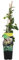 Bloomique - Lonicera periclymenum - Wildes Geißblatt - Gelb - Kletterpflanzen - Gartenpflanzen - Winterhart - Topf 15 cm - 70-80 cm hoch