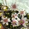300 pcs leberblümchen samen bienen wiese balkonpflanzen winterhart Hepatica nobilis, balkon blumen seed balkongarten bienenfreundliche blumensamen schattenpflanzen winterharte kübelpflanzen