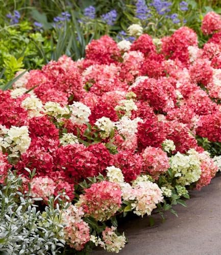 BALDUR Garten 1x Niedrige Hortensie 'Groundbreaker® Ruby®' Pflanze | Im 14 cm-Topf, rubinrote Blüten, kompakter Wuchs, längere Blütezeit, Blickfang im Beet & Kübel, winterhart & pflegeleicht