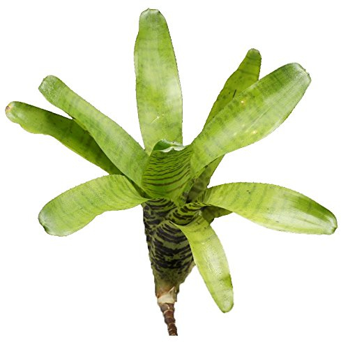 Bromelie, Neoregelia ampullacea, ungetopft