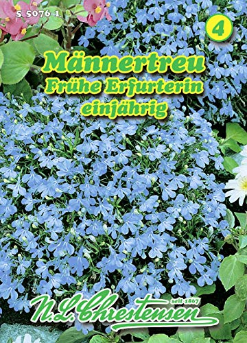 Lobelia erinus, Männertreu, Frühe Erfurterin mittelblau N.L.Chrestensen Samen