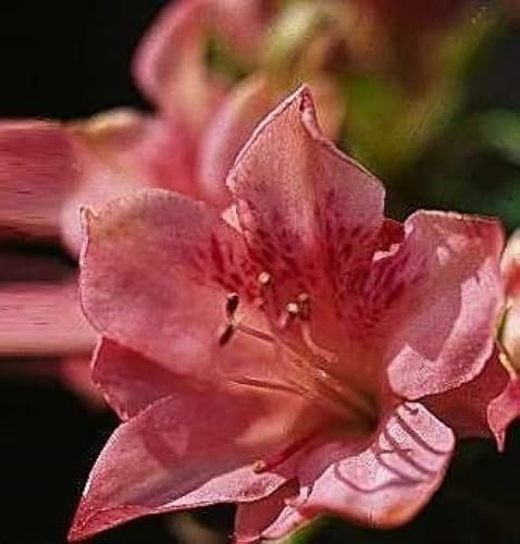 Japanische Azalee Blaauws Pink - Rhododendron obtusum Blaauws Pink - 25-30cm