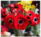 Oliwier's Bulbs 20x Anemone Coronaria Hollandia Red Spring Flowering Bulbs Autumn Planting Garden Perennial Flower Corms Size 4/5