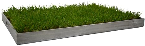 UNUS Katzengras 60x40cm inklusive Holztablett Grau fertig gewachsen echtes Gras Katzenwiese für drinnen und draußen