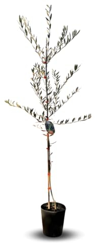 Olivier arbre olives Rosciola - Plante fruitière sur pot 20 arbre max 150 cm - 2 ans