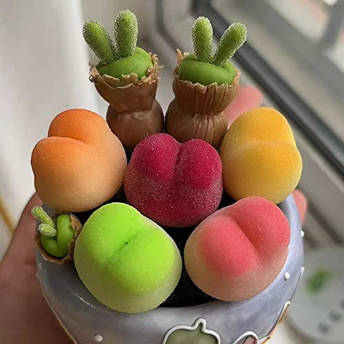 lithops lebende steine pflanzen samen,fleischfressende pflanzen Sukkulenten succulent plants,mix deko zimmerpflanzen winterharte pflanzen für garten zimmerpflanze 200 Stück
