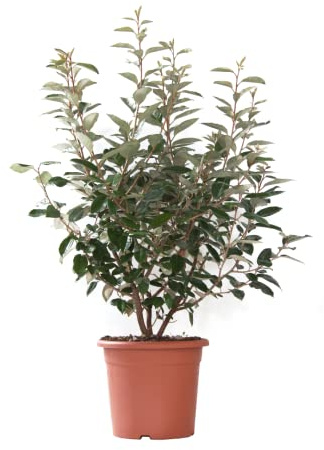 KENTIS - Eleagnus Ebbingei - Echte Heckenpflanze - Winterharte Pflanzen für Garten - Hoch 80-100 cm Topf Ø 24 cm