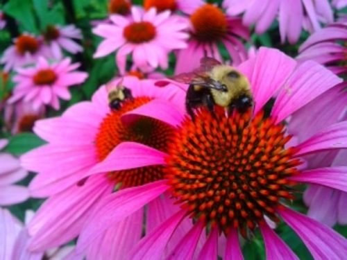 Purpur-Sonnenhut 150 semi-grande tè Lunga Tenuta fiori viola popolare a base di erbe