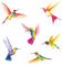 DECOWALL DS2-4002 Colibrì Adesivi murali per bambini Decalcomanie Buccia e bastone Rimovibili per camerette Camera da letto Soggiorno Decorazioni murali artistiche