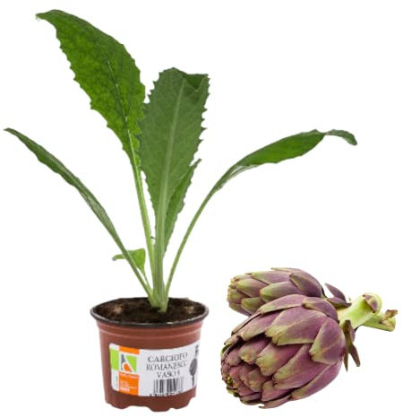 1 Pianta di CARCIOFO VIOLETTO VIOLA in VASO 9 CM AMDGarden