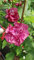Hibiscus syriacus French Cabaret® Red 'Mindour1'/ Althéa rouge en pompons/Conteneur de 3 à 4 litres