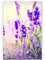 Paul Sinus Art Leinwandbilder | Bilder Leinwand 90x60cm Lavendel im Sonnenschein