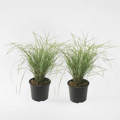 Plant in a Box - Calamagrostis acutiflora x 'Overdam' - Ziergras - 2er Set - Topf 23cm - Höhe 20-30cm