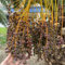30 pcs kanarische dattelpalme samen, extrem winterharte kübelpflanzen, geschenke für gartenfreunde (Phoenix dactylifera) zwergobstbäume, zimmerpflanze bio saatgut, gartenpflanzen sukkulenten