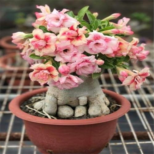 Planta de rosa del desierto, adenium obesum planta,planta ornamental perenne, apta para plantar en macetas,-1Bulbos-C