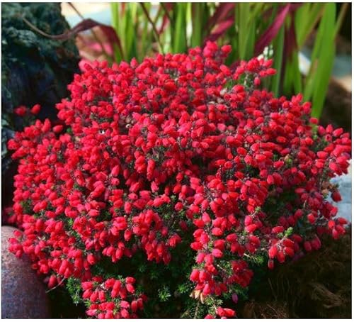 GrowOn Shrubs [x4] Bell Heather Erica Cinerea 'Stephen Davis' | Multi-Pack | Evergreen Shrubs | Outdoor Garden Ready Plants | Summer and Autumn Flowering | Red Flowers