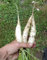 Graines Radis -Blanc Icicle Heirloom (POLLINISATION) 500-2000 Seed -Biennial! (1000 graines)