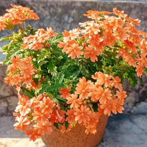 verbena ibrida siepe decorativa giardino resistente rampicanti alla 100semi