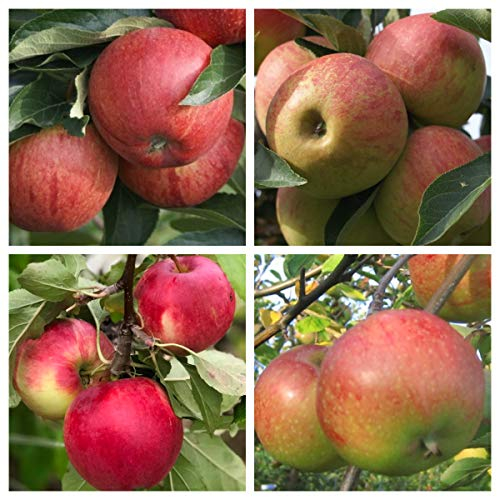 Familienbaum Vierling Apfelbaum mit den 4 Apfel Sorten Gala Elstar Cox Jonagold ca. 100-120 cm 7,5 L Topfballen M7
