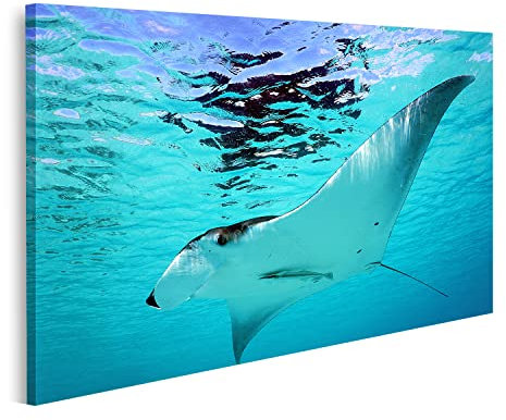 Bild auf Leinwand Manta Rochen Wandbild Poster Kunstdruck Bilder