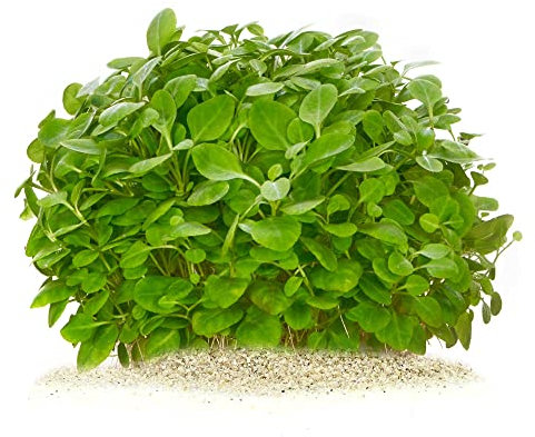 Lobelia cardinalis 'Mini' - Mini Zwerg-Kardinalslobelie in vitro XL - 8,5cm Bechergröße - Mittelgrund Wasserpflanzen für Aquarien