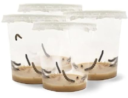 LEPITERRA® Caterpillar Cups - Caterpillar Refill Set - 4 Caterpillar Cups (Each Approx. 7 Caterpillars) | Ideal Addition to Butterfly Habitat | Breeding Butterflies [Success Guarantee] | Domestic
