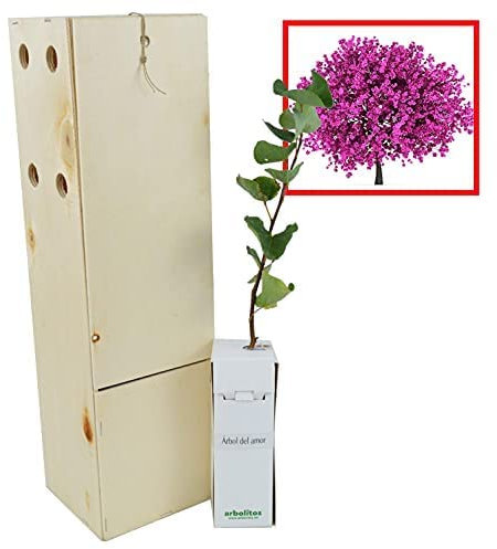 ÁRBOL del Amor de pequeño tamaño en Caja de Madera. Alveolo Forestal (1)