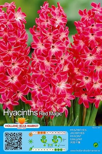 Hyazinthenzwiebeln : Hyacinthus - Hyazinthe Red Magic duftend 3 Blumenzwiebeln