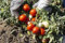 50 semi di POMODORO SICCAGNO SICILIANO - semi freschi