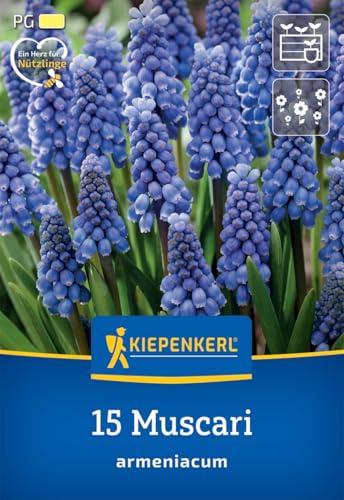 Kiepenkerl 507647 Armenische Traubenhyazinthe (15 Stück) (Hyazinthenzwiebeln)