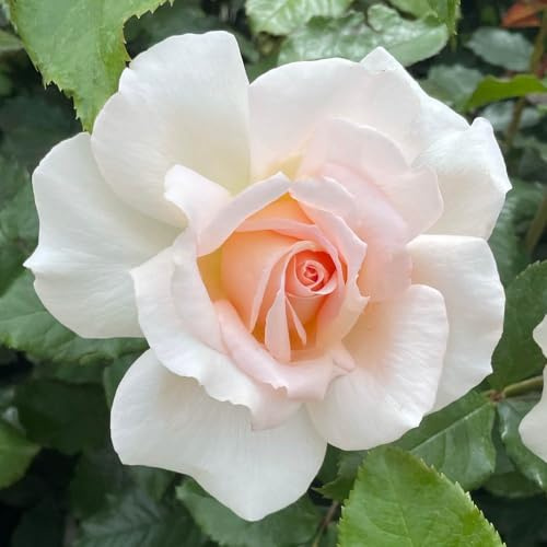 YouGarden Harkness Rose 'At Peace Apricot' ® Gift Wrapped Established Rose in 4 Litre Pot, Ready to Plant, For Pots, Beds, and Borders