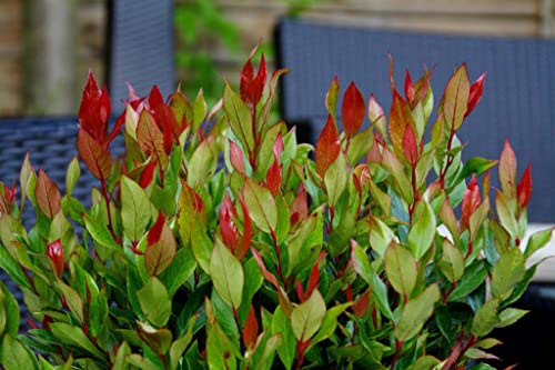 Suttons Leucothoe axillaris Little Flames Woodland Garden Plant Hardy Shrub Evergreen Red Foliage 1 x 3.6 Litre Pot