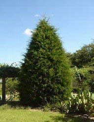 seedsown 15 Samen Eastern Red Cedar Tree (Juniperus virginiana) Hecken Baum