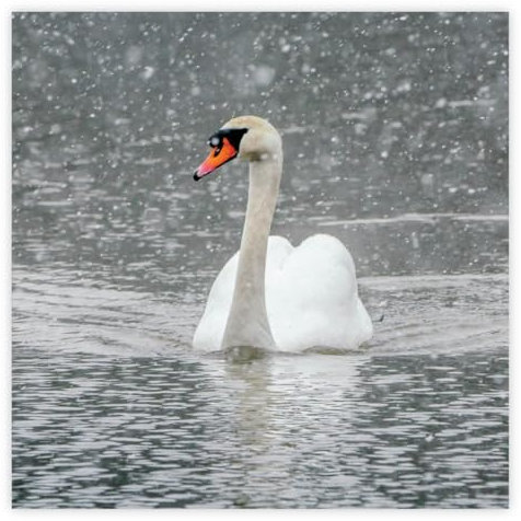 Swan The Wildlife Trusts Weihnachtskarten, umweltfreundlich, FSC-zertifiziert, 100 % recycelt, 8 Stück