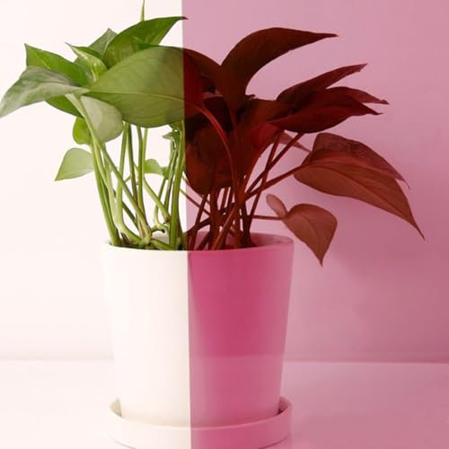 ACESOME Tinted Window Film, Coloured Window Film, Transparent Self-Adhesive Film, Glass Tinting Film, Coloured Glass Self-Adhesive PET for Windows, Doors, Room Divider, Mirror (Pink, 40 * 100cm)