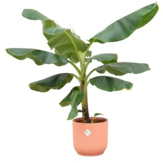 Bananier (Musa), y compris Vibes Fold Round pink - 90-100cm - Ø22cm - Plante d'intérieur - Ensemble complet - Plante avec pot