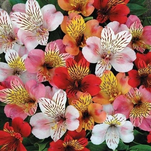 Peruanische Lilie Hybrid Mix Blumensamen (Alstroemeria Hybrida Dr.Salters Mix) 15 + S