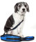 Pet Life 'Echelon' Hands Free and Convertible 2-In-1 Training Pet Dog Leash and Pet Belt Trainer, One Size, Blue