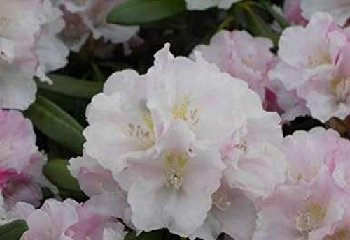 Ball-Rhododendron Silver Lady - Rhododendron yakushimanum Silver Lady (25-30)
