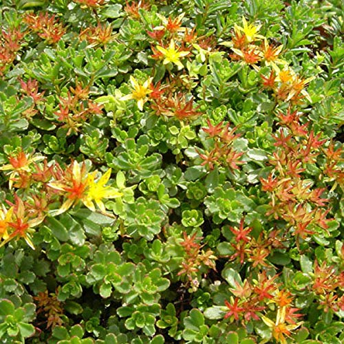 6 x Fetthenne Mauerpfeffer - Sedum Flor. 'Weihenstephaner Gold' Topf 9x9cm: Goldener Bodendecker für sonnige Bereiche