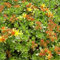 6 x Fetthenne Mauerpfeffer - Sedum Flor. 'Weihenstephaner Gold' Topf 9x9cm: Goldener Bodendecker für sonnige Bereiche
