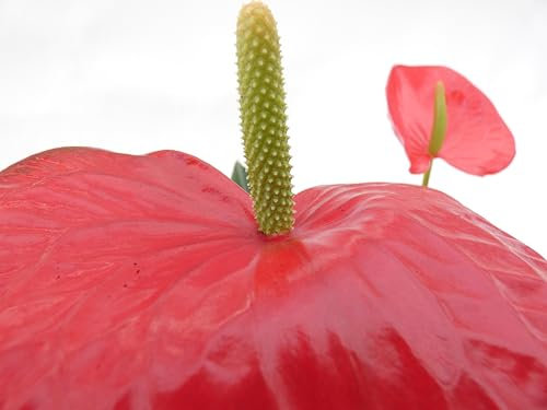 BRIGGARDEN - ANTHURIUM (vaso 17, ROSSO) - Anthurium Andreanum Rosso - Piante da Interno Vere Purifica Aria - Piante da Appartamento Fiorite - H 60-70 cm -
