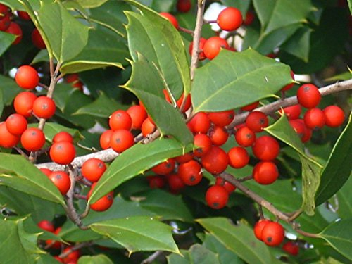 20 velluto rosso americano agrifoglio semi - Ilex opacaRed Velvet