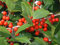 20 velluto rosso americano agrifoglio semi - Ilex opacaRed Velvet