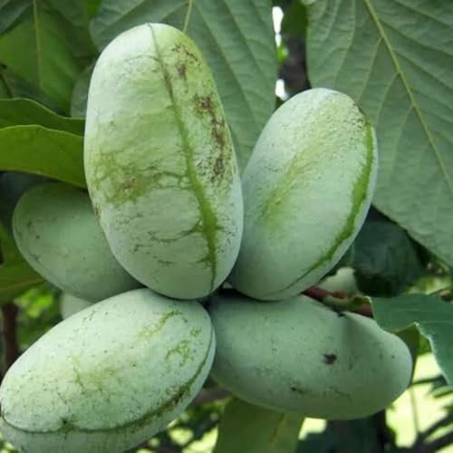 10 pcs Indianerbanane Kaufen Samen, obstbaum obst samen steingartenpflanzen winterhart Asimina Triloba, Pawpaw Baum, zwergobstbäume, zimmerpflanze zimmerpflanze garden geschenke bio